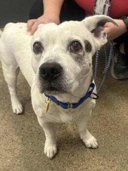 Tito -  Pit Bull Terrier and Cardigan Welsh Corgi Dog for Adoption in Cleveland, Ohio - Tito | PetCurious