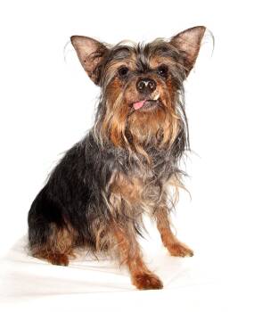 Travis -  Yorkshire Terrier Dog for Adoption in Oakland Park, Florida - Travis | PetCurious
