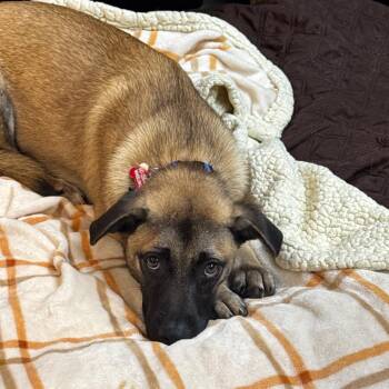 Krysten -  Mixed Breed Dog for Adoption in Wheeling, Illinois - Krysten | PetCurious