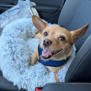 Muffin -  Terrier Dog for Adoption in Dallas, Texas - Muffin | PetCurious
