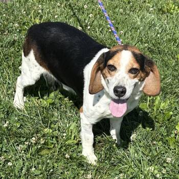 Eeyore 2026 -  Beagle and Basset Hound Dog for Adoption in Cincinnati, Ohio - Eeyore 2026 | PetCurious