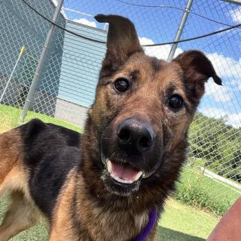 Jodie -  Shepherd Dog for Adoption in Chattanooga, Tennessee - Jodie | PetCurious