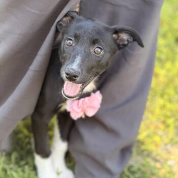 Monday -  Border Collie and Beagle Dog for Adoption in Sparta, New Jersey - Monday | PetCurious