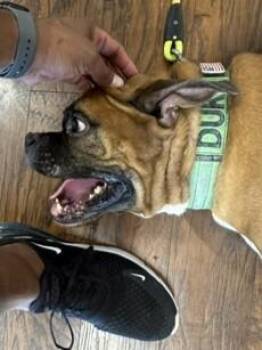 Duke XI -  Boxer Dog for Adoption in Hewitt, Texas - Duke XI | PetCurious