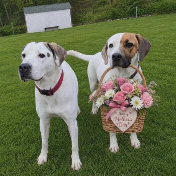 Hound Dogs Available for Adoption in Ringwood, New Jersey - Dot And Harlequin | PetCurious
