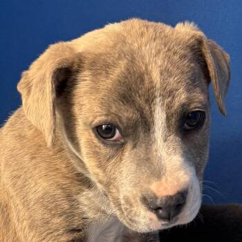 Mixed Breed Dogs Available for Adoption - 103409 | PetCurious