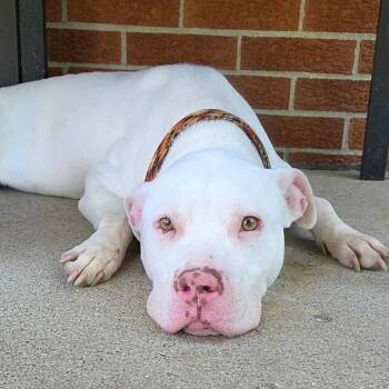 Deacon -  Pit Bull Terrier Dog for Adoption in Milford, Iowa - Deacon | PetCurious