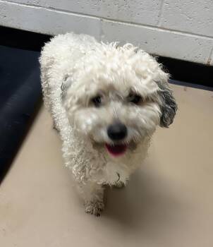 The Troll -  Mixed Breed Dog for Adoption in Nashville, Tennessee - The Troll | PetCurious