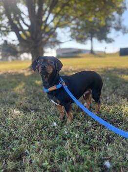 Lady Ryder -  Dachshund and Chihuahua Dog for Adoption in Collierville, Tennessee - Lady Ryder | PetCurious