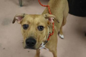 Rescue Mixed Breed Dogs for Adoption in Columbia, South Carolina - GARFIELD | PetCurious