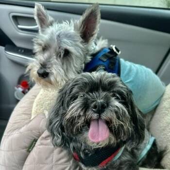 Charleston Commerce -  Miniature Schnauzer Dog for Adoption in Plano, Texas - Charleston Commerce | PetCurious