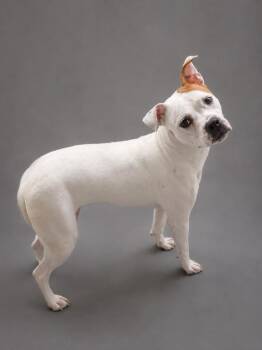 Bella -  American Staffordshire Terrier and Mixed Breed Dog for Adoption in Hardeeville, South Carolina - Bella | PetCurious