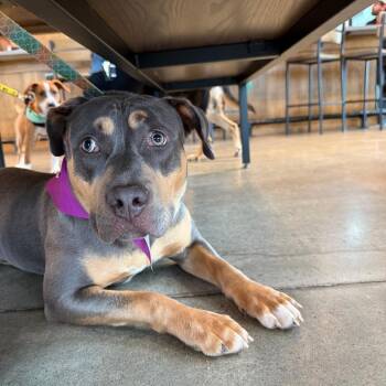 Mixed Breed Dogs Available for Adoption in Raleigh, North Carolina - Sky | PetCurious