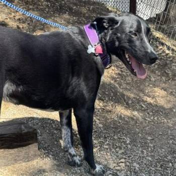 Willow -  Border Collie and Mixed Breed Dog for Adoption in San Francisco, California - Willow | PetCurious