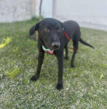 Rescue Mixed Breed Dogs for Adoption in Puyallup, Washington - Jazmin | PetCurious