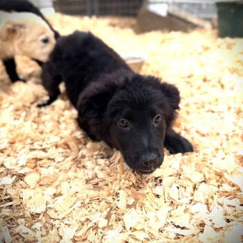 Flat Coated Retriever Dogs Available for Adoption in Fosters, Alabama - STORY | PetCurious