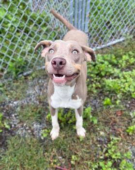 Tito -  Weimaraner Dog for Adoption in Boston, Massachusetts - Tito | PetCurious