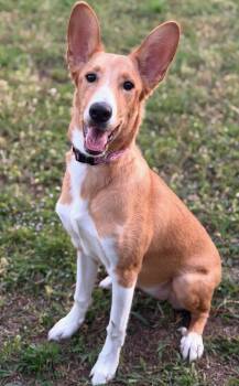 Sandy -  Basenji and Shepherd Dog for Adoption in Franklin, Tennessee - Sandy | PetCurious