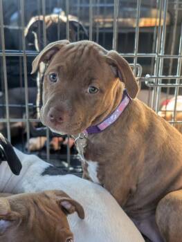 Betsy Bramble -  Terrier Dog for Adoption in Waunakee, Wisconsin - Betsy Bramble | PetCurious