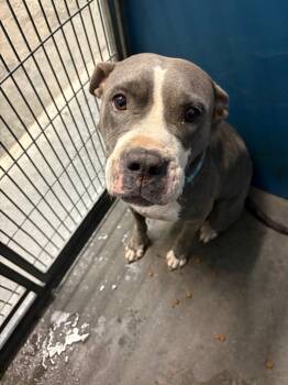 Rescue Mixed Breed Dogs for Adoption in Henderson, North Carolina - Fannie | PetCurious