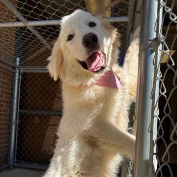 Jasper -  Great Pyrenees Dog for Adoption in Birmingham, Alabama - Jasper | PetCurious