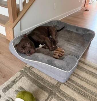 ANDY -  Pit Bull Terrier Dog for Adoption in Charlotte, North Carolina - ANDY | PetCurious