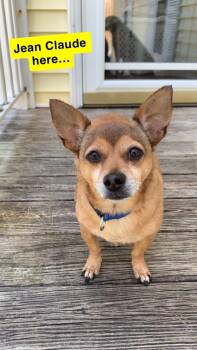 Rescue Chihuahua Dogs for Adoption in Wilmington, North Carolina - Jean Claude | PetCurious