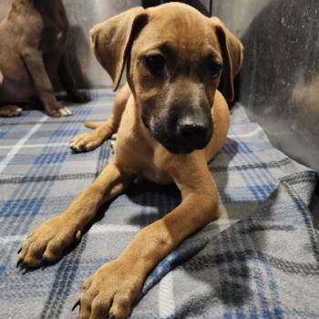 AKIRA -  Labrador Retriever Dog for Adoption in San Antonio, Texas - AKIRA | PetCurious