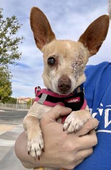 Chihuahua Dogs Available for Adoption in Las Vegas, Nevada - Herbie | PetCurious
