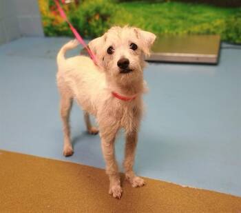 SAVE ME PLEASE Nikki - IDA554146 -  Terrier Dog for Adoption in San Marcos, California - SAVE ME PLEASE Nikki - IDA554146 | PetCurious