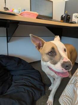 Pit Bull Terrier and Mixed Breed Dogs Available for Adoption in New Orleans, Louisiana - Esther | PetCurious