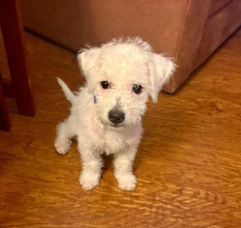 Kirby -  Bichon Frise and Maltese Dog for Adoption in Phoenix, Arizona - Kirby | PetCurious