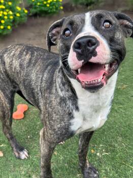 Zena -  Staffordshire Bull Terrier Dog for Adoption in Anderson, Indiana - Zena | PetCurious