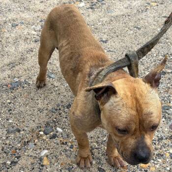 Conor -  Pit Bull Terrier Dog for Adoption in Pennsville Township, New Jersey - Conor | PetCurious