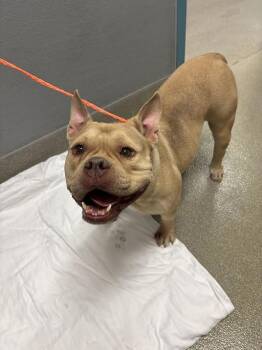 American Staffordshire Terrier and Mixed Breed Dogs Available for Adoption in Las Vegas, Nevada - LADY GAGA | PetCurious