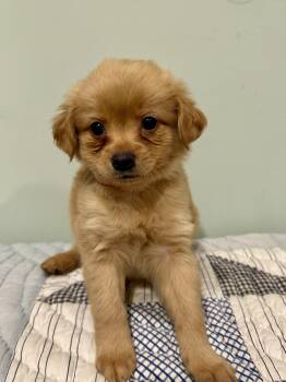 Maggie -  Maltese Dog for Adoption in Fosters, Alabama - Maggie | PetCurious
