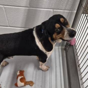 Beagle Dogs Available for Adoption in Penns Grove, New Jersey - Beau | PetCurious