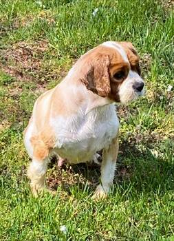 Cavalier King Charles Spaniel Dogs Available for Adoption in Matthews, North Carolina - Cavalier 1 | PetCurious