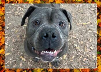 Rescue American Staffordshire Terrier Dogs for Adoption in Ojai, California - NINO | PetCurious