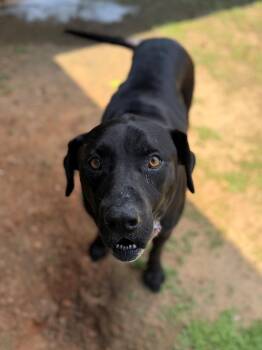 Duncan -  Labrador Retriever Dog for Adoption - Duncan | PetCurious