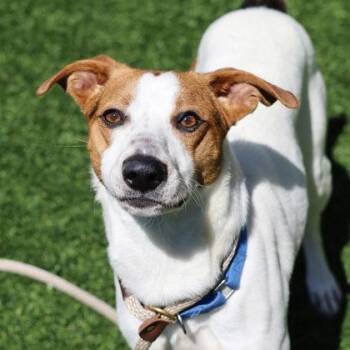 Jackie Jr. -  Jack Russell Terrier and Beagle Dog for Adoption in Atlanta, Georgia - Jackie Jr. | PetCurious