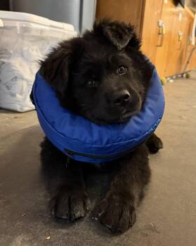 Newfoundland Dog and Black Labrador Retriever Dogs Available for Adoption in Snoqualmie, Washington - Yogi Bear | PetCurious