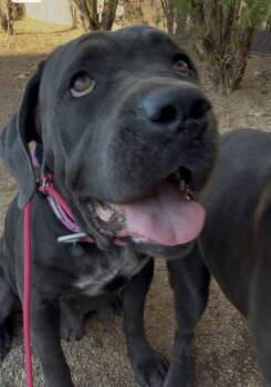 Nova -  Cane Corso Dog for Adoption in Glendale, Arizona - Nova | PetCurious