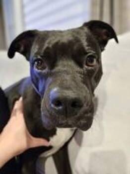 Adora -  Mixed Breed Dog for Adoption in Cincinnati, Ohio - Adora | PetCurious