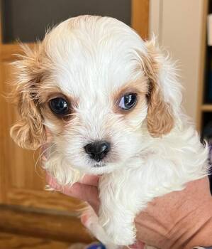 Noreen -  Poodle and Cockapoo Dog for Adoption in Thompson Falls, Montana - Noreen | PetCurious