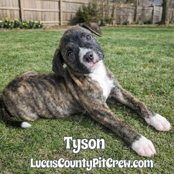 American Staffordshire Terrier and Pit Bull Terrier Dogs Available for Adoption - Tyson | PetCurious