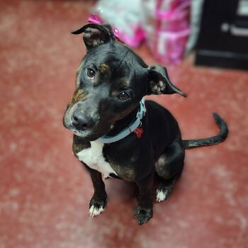 Rescue Pit Bull Terrier Dogs for Adoption in Fargo, North Dakota - Ollie | PetCurious