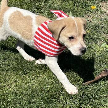 Beagle and Spaniel Dogs Available for Adoption in Ogontz Campus, Pennsylvania - Johnny | PetCurious