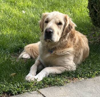 Rescue Great Pyrenees and Golden Retriever Dogs for Adoption in Brewster, New York - Kennedy | PetCurious