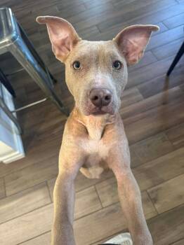 Pit Bull Terrier Dogs Available for Adoption - Holly | PetCurious